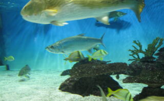 dorublog | 新潟マリンピア日本海 一人水族館のオススメ Marine Pier Japan Sea niigata