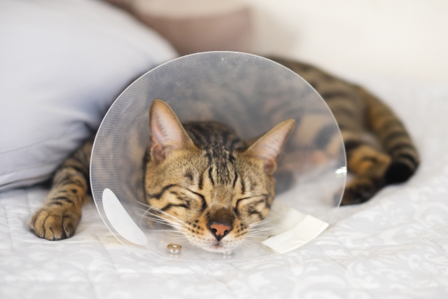 dorublog | 猫のすり傷にはワセリンが効く 猫のケガ、出血の応急処置 外傷の治療 湿潤療法